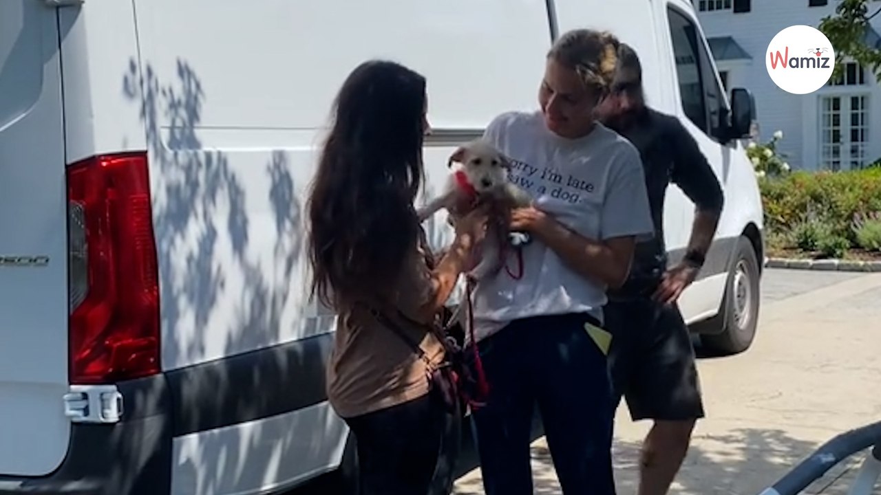 Young woman adopts shelter dog: On TikTok, she reveals her first moments in a home