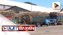 SRA, pansamantalang itinigil ang pagpapalabas ng imported na asukal sa gitna ng harvest season