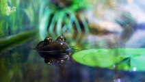 Female Frogs Will Fake Their Own Deaths to Get Out of Mating