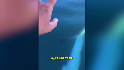 Trabzonlu balıkçının güldüren anları! Balinaya rüşvet verdi