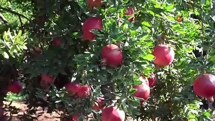 Kilis'te 10 bin dekar alana ekildi, dekarda 4 ton ürün verdi: Tarlada kilosu 10 TL!