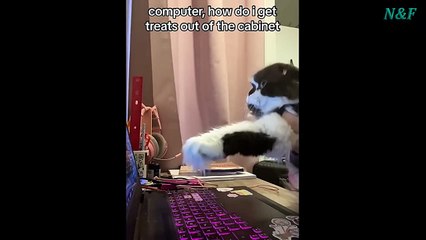 Funniest Cats Videos, The Siliest, Cutest And Funniest Cats 24