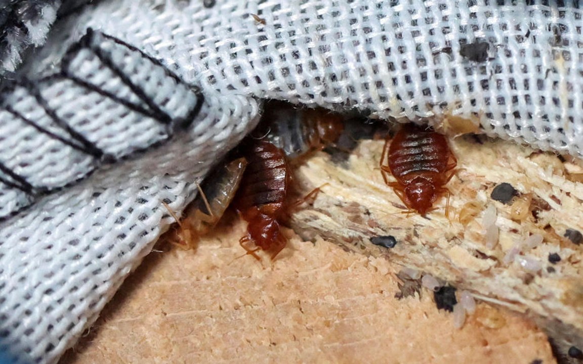 Punaises de lit : au moins 5 établissements scolaires fermés