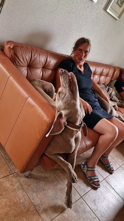 Dog Tries To Find A Comfortable Sleeping Position