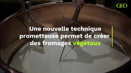 Une nouvelle technique prometteuse permet de créer des fromages végétaux