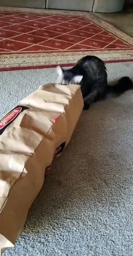 Maine Coon Cat Playfully Pounces At Owner