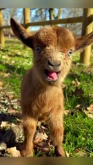 Goat Baby Funny Moments | Animals Funny Moments