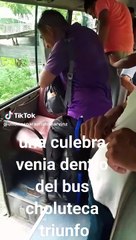 Hallan serpiente en bus de Choluteca