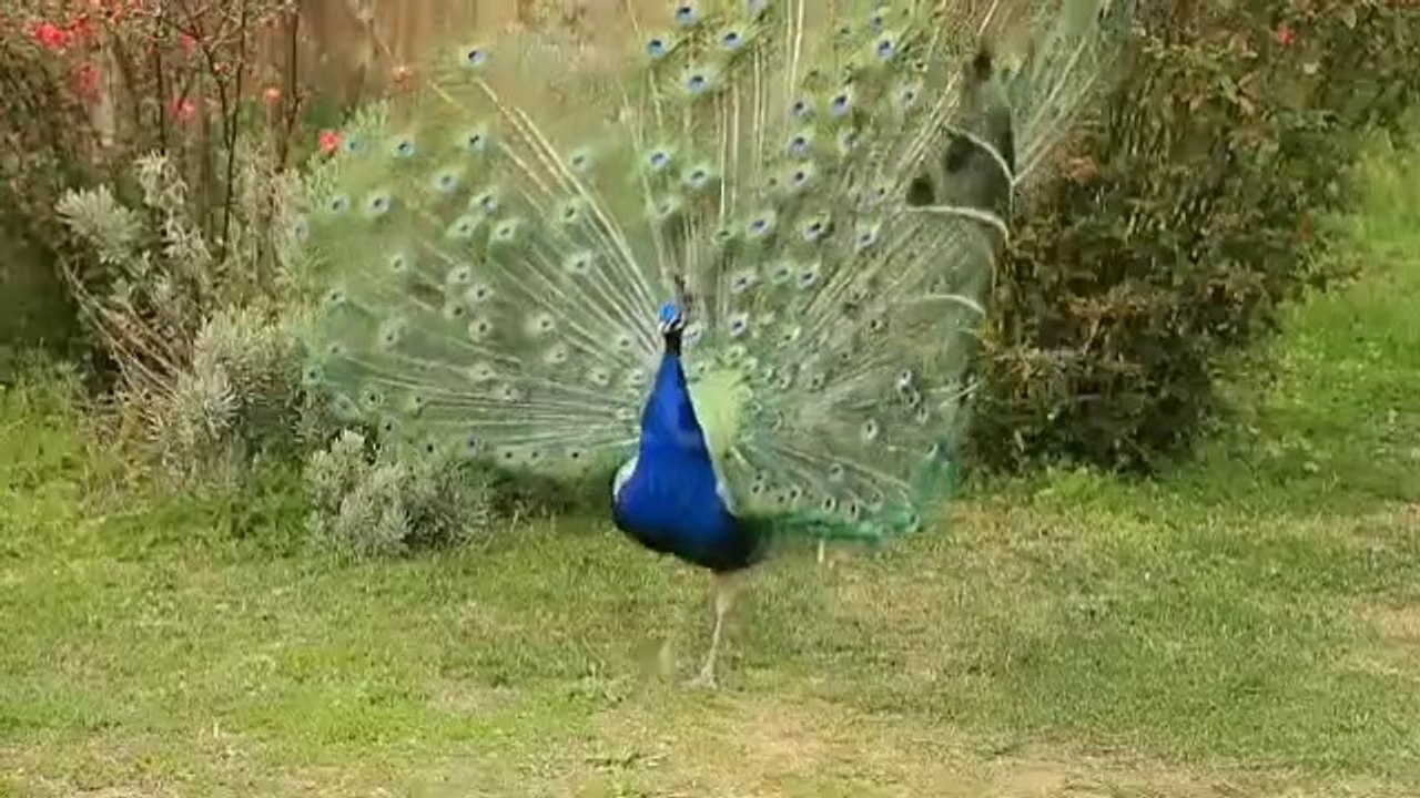 Peacock Amazing Dance