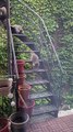 Baby Raccoons Climb Down Stairs
