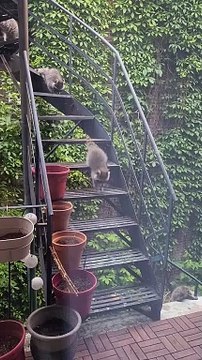 Baby Raccoons Climb Down Stairs