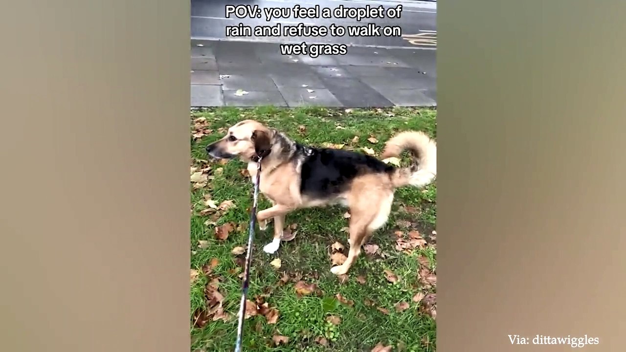 animal funny video 91