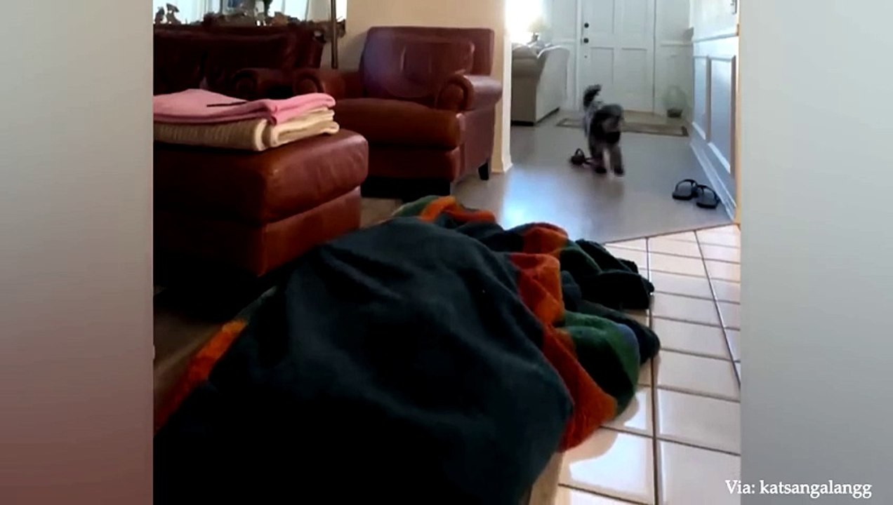 animal funny video 94