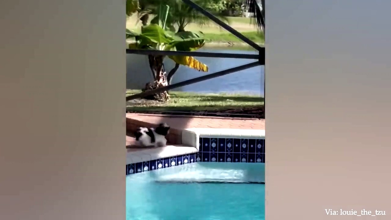 animal funny video 93