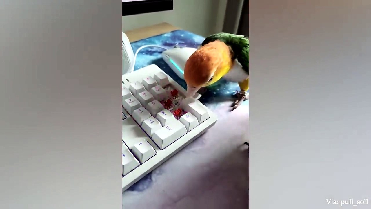 animal funny video 96