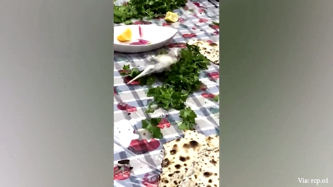 animal funny video 97