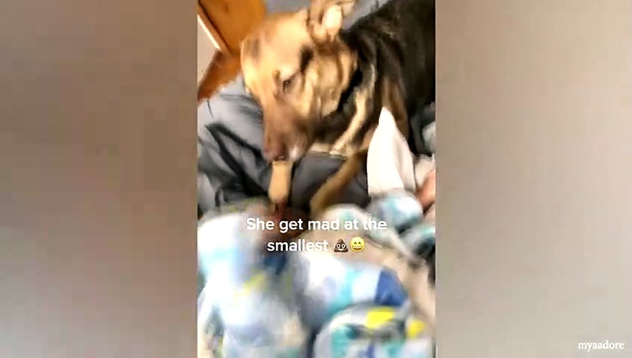 animal funny video 99