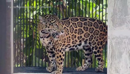 Una nueva vida para jaguar víctima del maltrato en Colombia