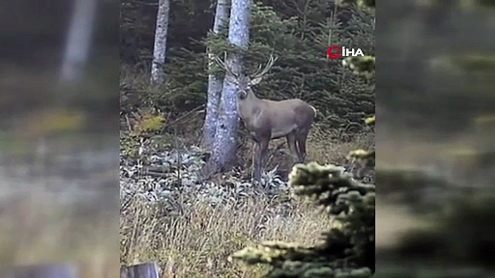 ⁣Nadir görülen kızıl geyik kameraya yakalandı!