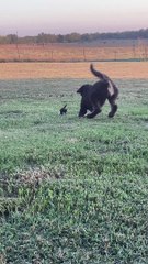 Bernedoodle Plays With Baby Kittens