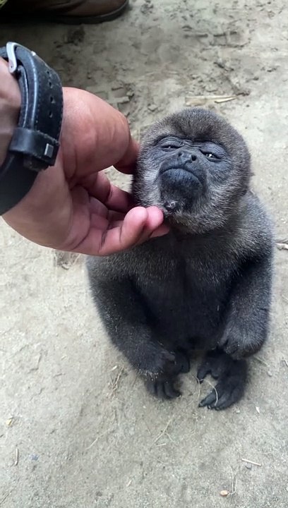 Monkey Wants Some Love