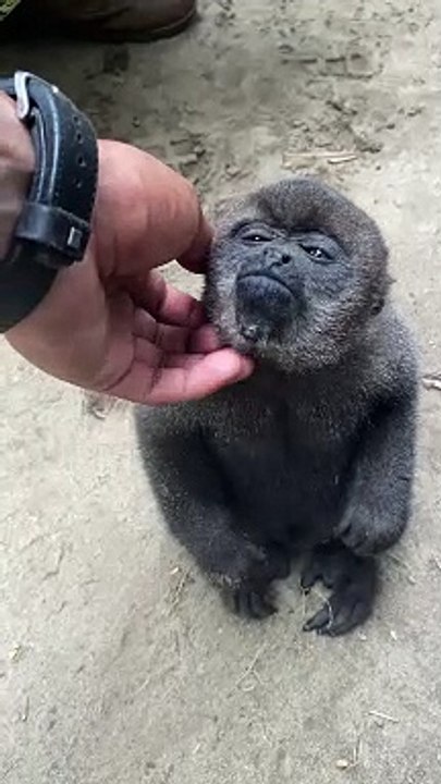 Monkey Wants Some Love