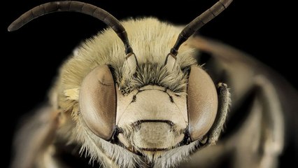 What If All Bees Went Extinct?