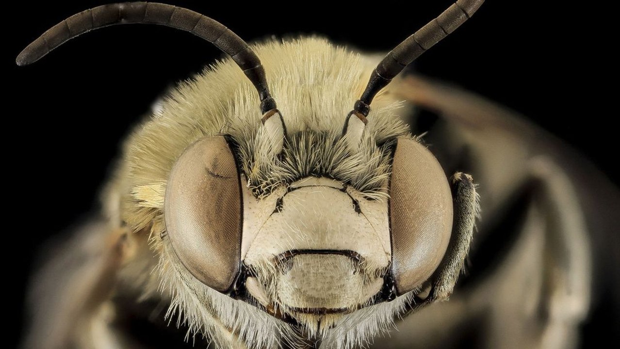 What If All Bees Went Extinct?