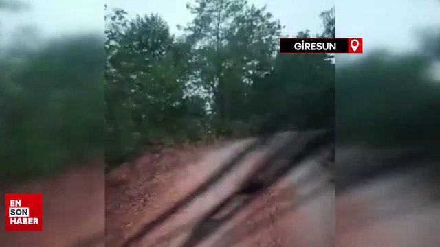 Yayla yolunda önüne çıkan yavru ayıyı aracıyla kovaladı