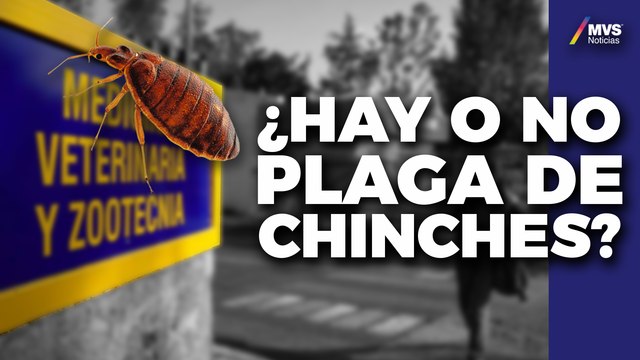 En la UNAM no hay CONDICIONES para que se PROPAGUEN las CHINCHES: Dr. Alejandro Macías