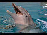 Fifth Dolphin in 19 Months Dies at Florida Aquarium