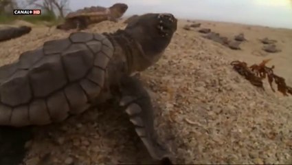 El Viaje de la Tortuga: Una Odisea Marina