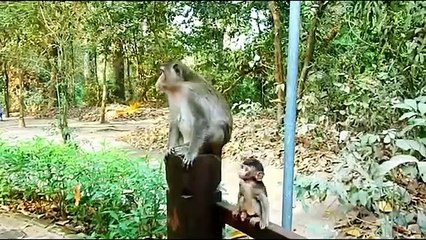 Monkey baby Alba and monkey Anna... P49