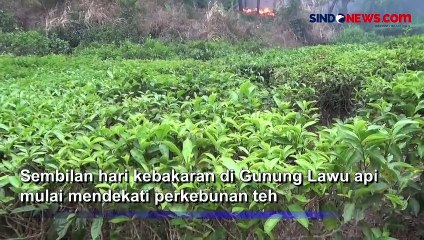 下载视频: Api Dekati Perkebunan Teh Akibat Kebakaran Hutan Gunung Lawu