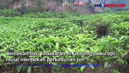 Api Dekati Perkebunan Teh Akibat Kebakaran Hutan Gunung Lawu