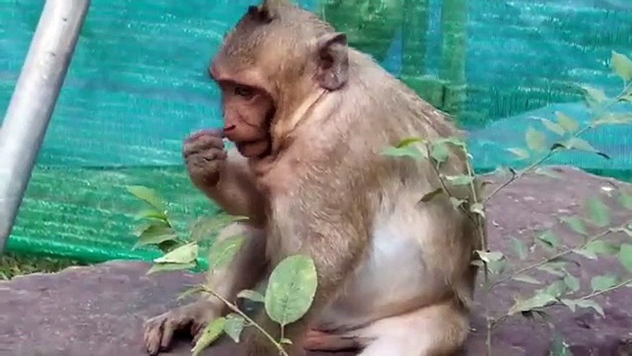 Monkey -Sweet Pea (2)