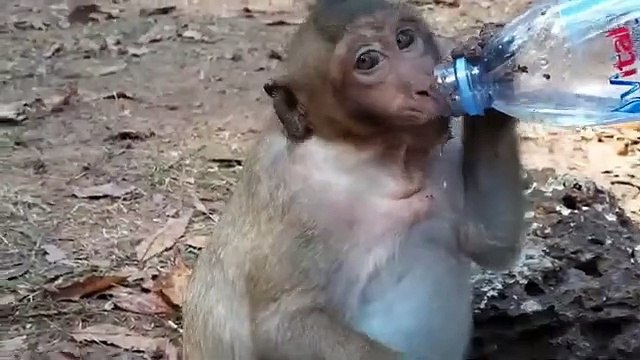 Monkey -Sweet Pea & Baby Jessie