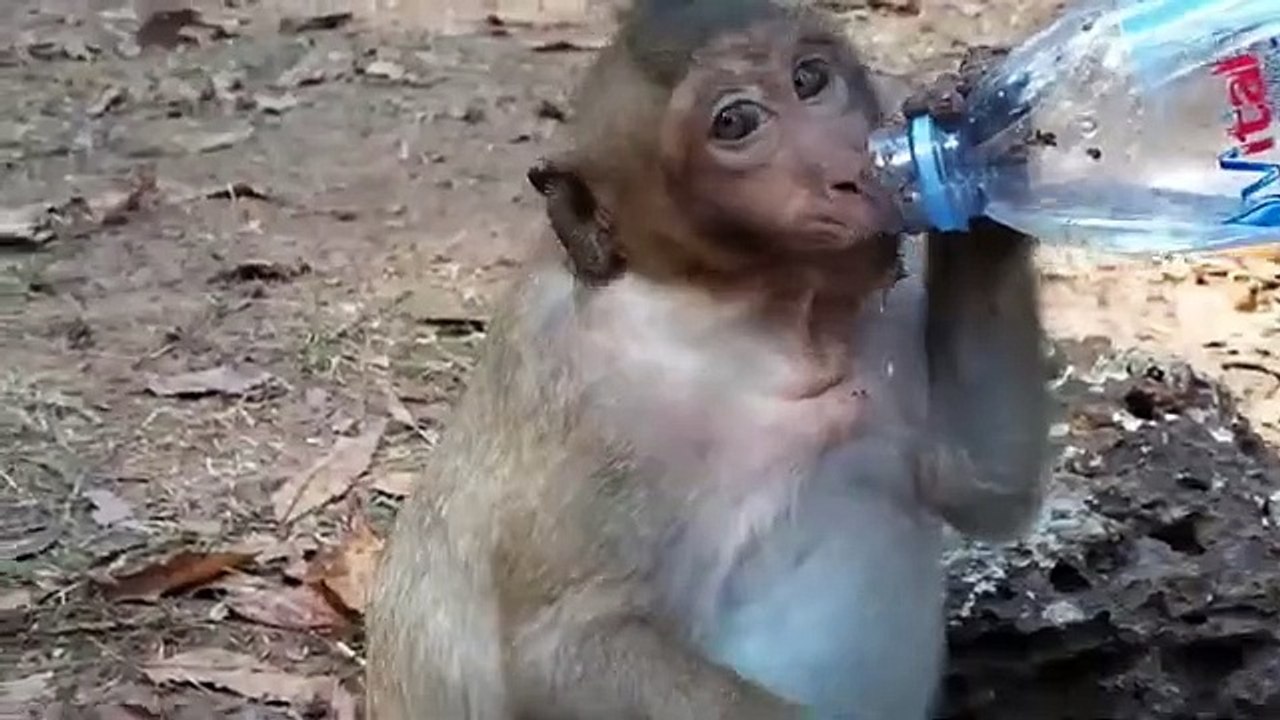 Monkey -Sweet Pea & Baby Jessie