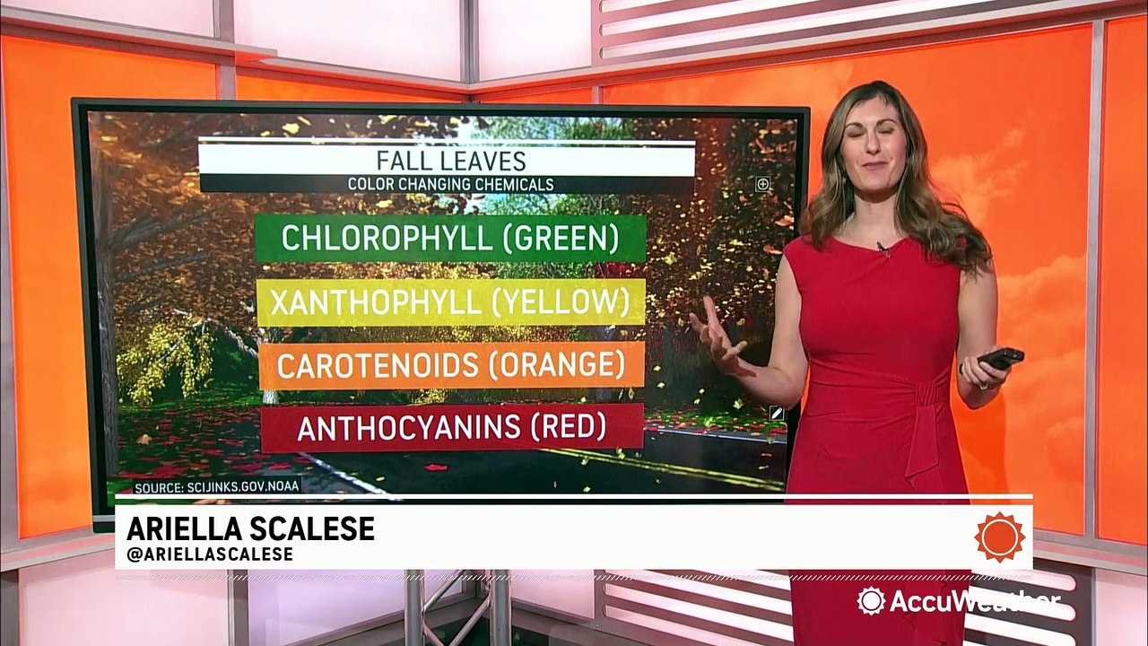 Why exactly do leaves change color in the fall anyway? - video Dailymotion