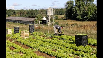 VIDEO: Les maraîchers nantais font de plus en plus appel aux réfugiés