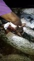 Suposto Chupa-Cabra é encontrado no Mato Grosso do Sul; veja vídeo