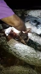 Suposto Chupa-Cabra é encontrado no Mato Grosso do Sul; veja vídeo