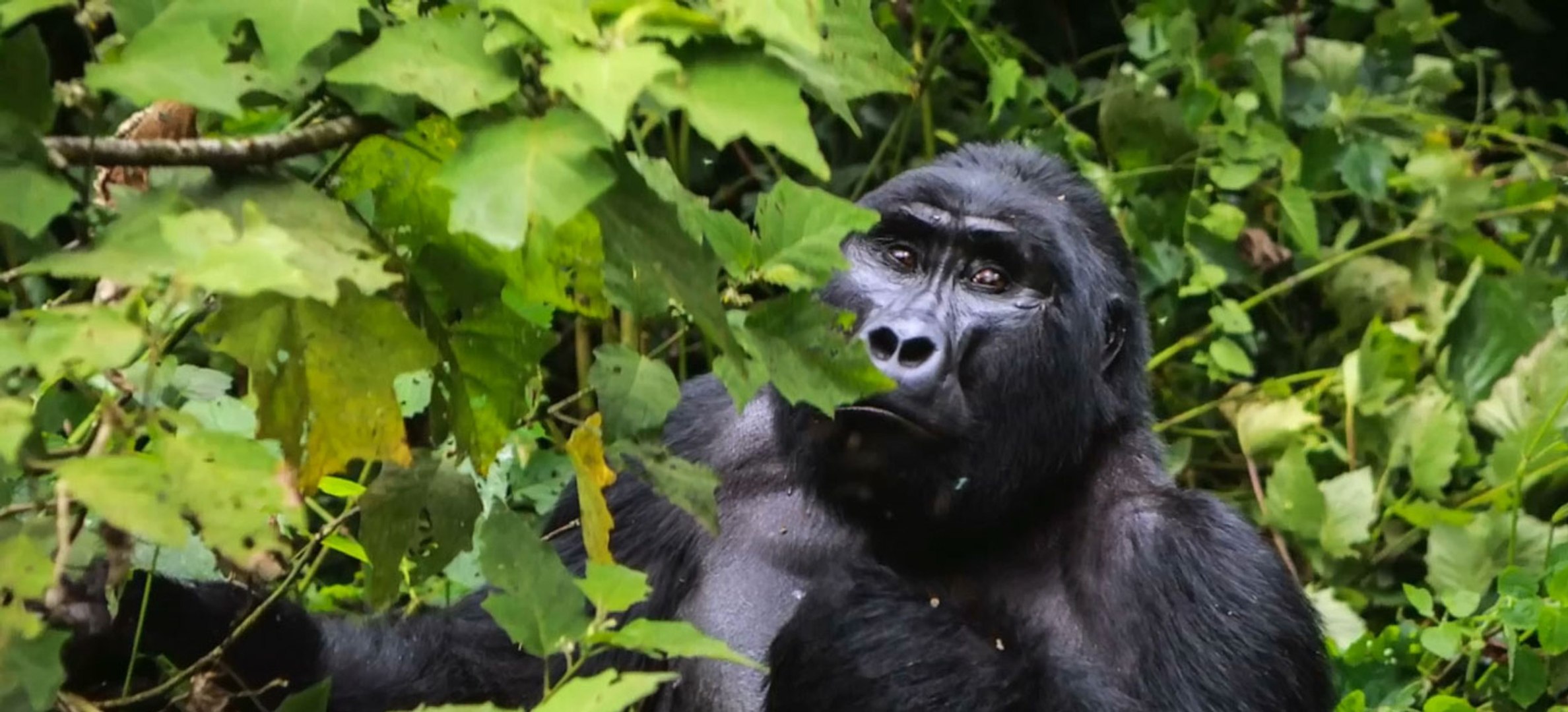Los consejos que debes seguir antes de hacer un safari a pie con los �ltimos gorilas del planeta.