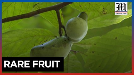 Foragers hunt for this forgotten fruit