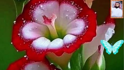 مؤثر جدا - تلاوة من اجمل التلاوات علي الفرهود