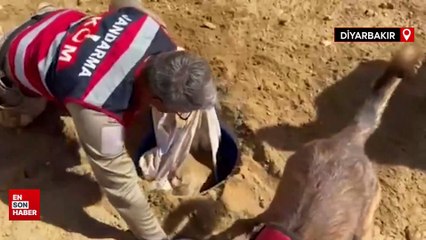 Diyarbakır’da 2 milyon 64 bin kök kenevir ve 812 kilo esrar ele geçirildi