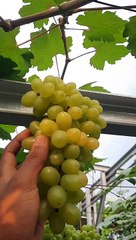 Cara merawat tanaman anggur import