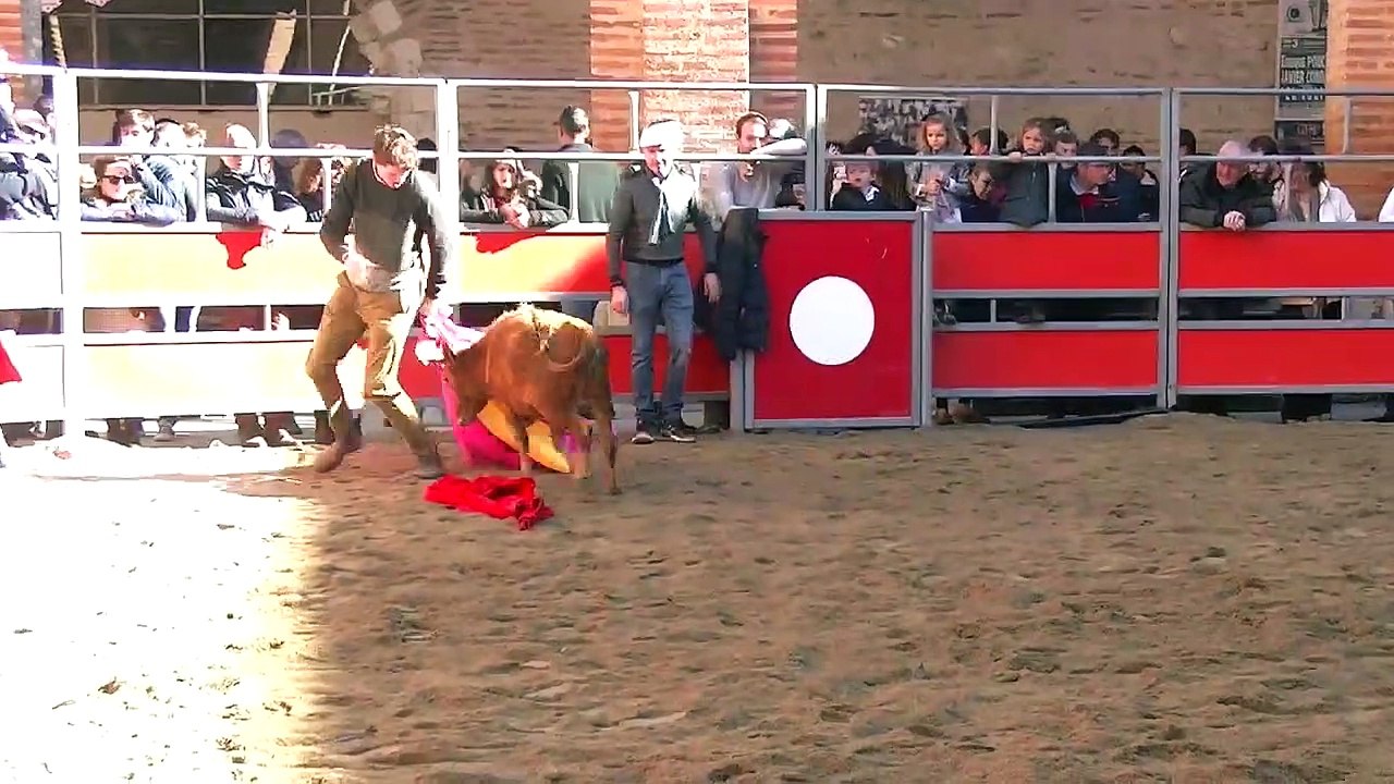 04.11.18 St Sever Jacobins Aubergne Espagnole Bétail JL Deyris Les Amateurs