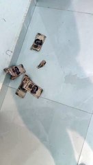 ¡Ay mis ahorros! Perrito se quedó solo en casa y destruyó 2 mil dólares de su dueña