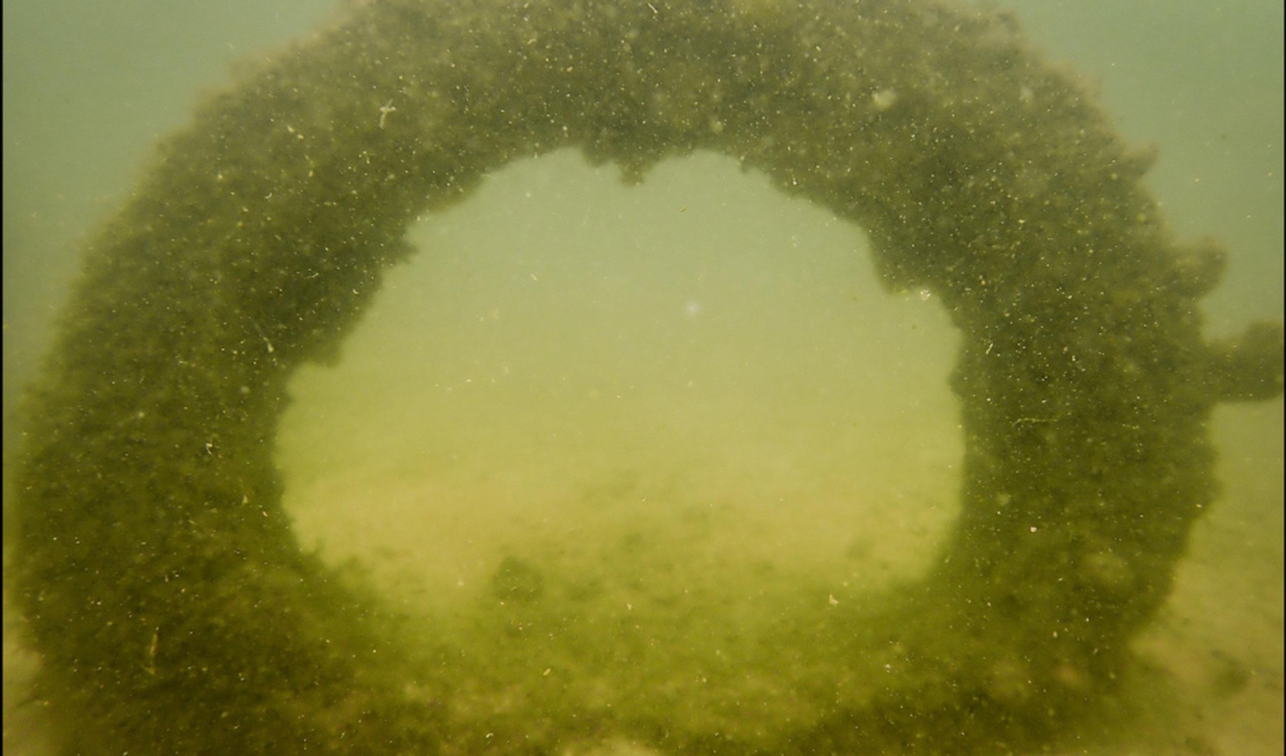 El museo submarino de Dakar naci� en silencio en diciembre de 2021, pero no fue hasta hace unos meses cuando comenz� a llamar la atenci�n de los amantes del mar, que decidieron sumergirse en este espacio, el primero en �frica occidental.